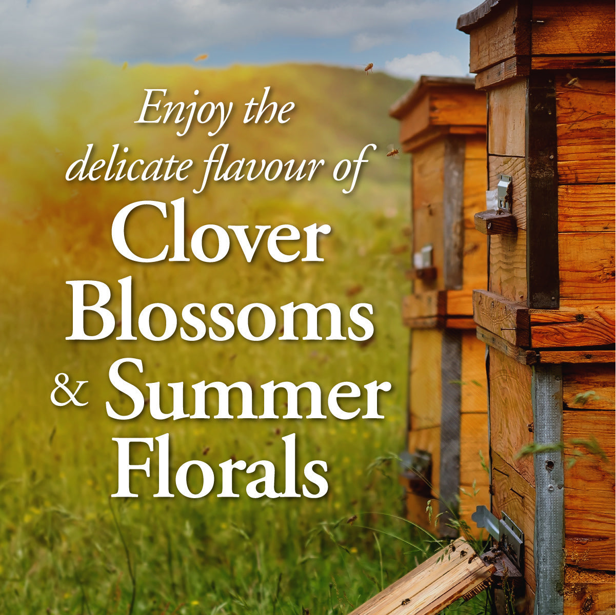 DUTCHMAN'S GOLD Summer Blossom Honey